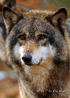 Sibirischer Wolf